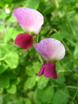 豌豆花