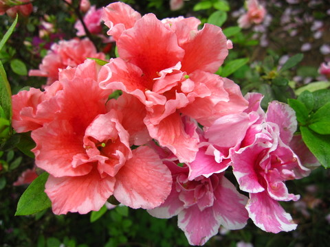 杜鵑花