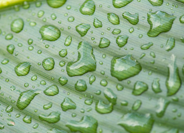 水滴雨滴芭蕉葉紋理