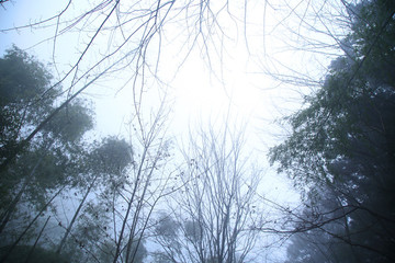 云霧廬山