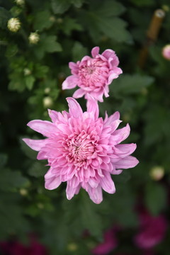 菊花