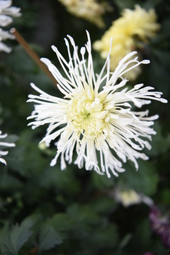 菊花