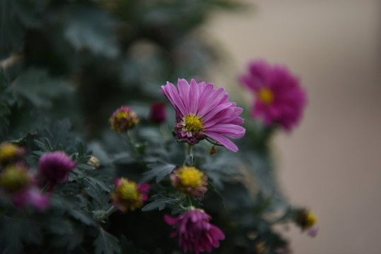 菊花