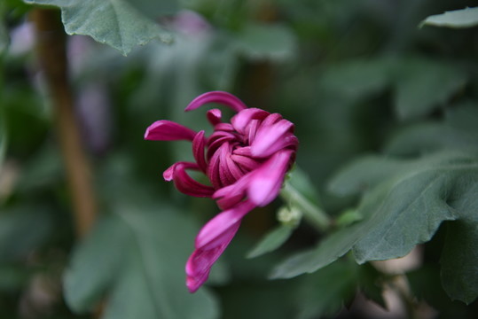 菊花