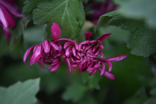 菊花