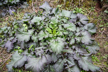 野油菜