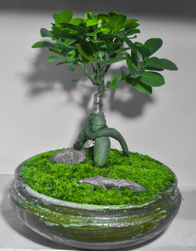 小盆栽