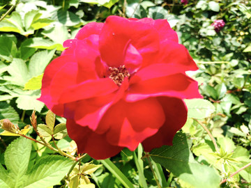 月季花