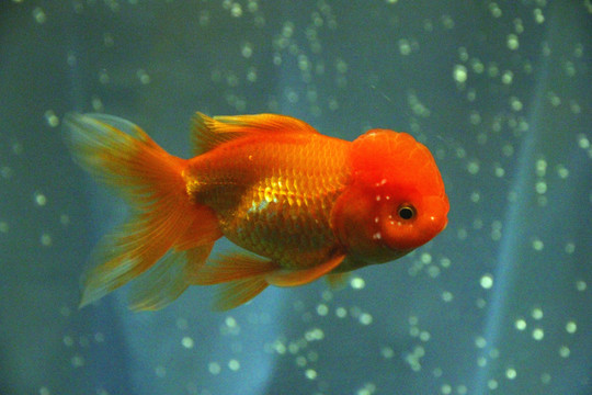 鶴頂紅金魚(yú)