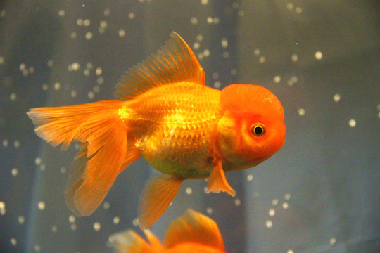鶴頂紅金魚