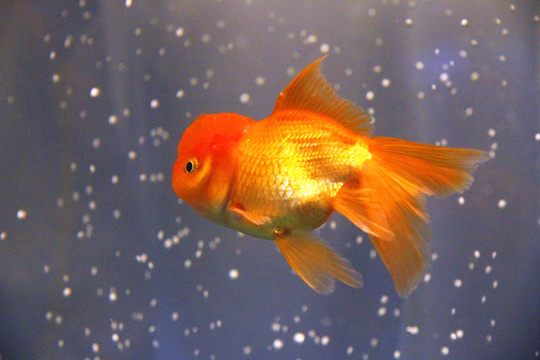 鶴頂紅金魚