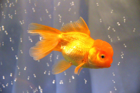 鶴頂紅金魚
