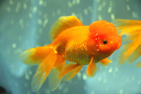 鶴頂紅金魚
