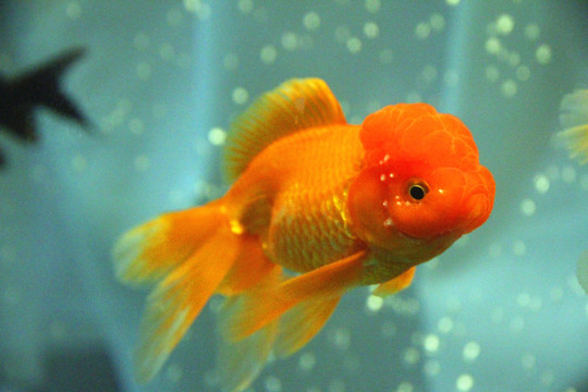 鶴頂紅金魚(yú)