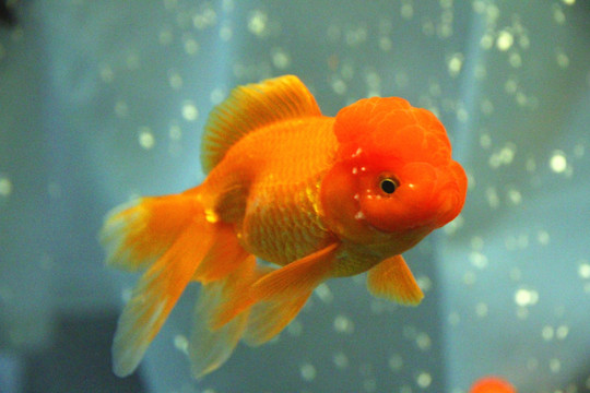 鶴頂紅金魚