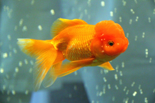 鶴頂紅金魚