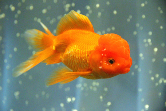 鶴頂紅金魚