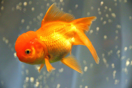 鶴頂紅金魚