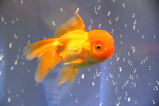 鶴頂紅金魚(yú)