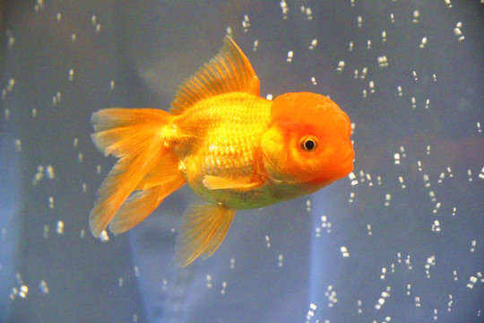 鶴頂紅金魚