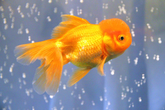 鶴頂紅金魚