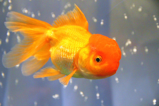 獅子頭金魚