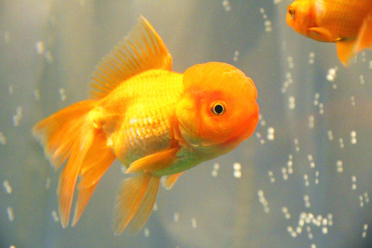 鶴頂紅金魚