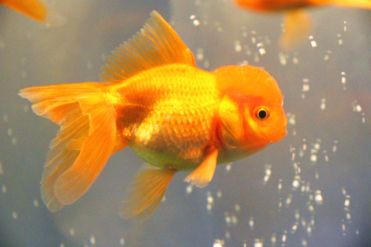 鶴頂紅金魚