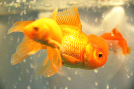 獅子頭金魚