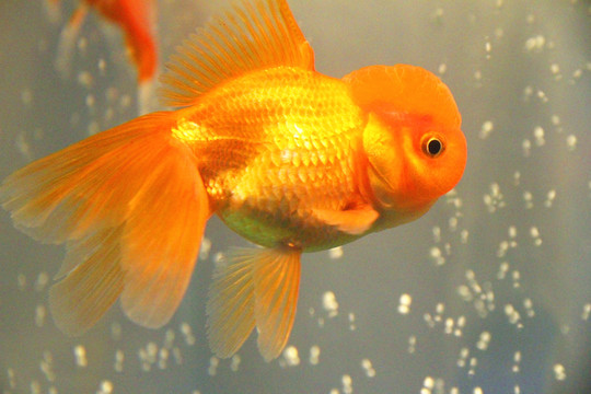 獅子頭金魚
