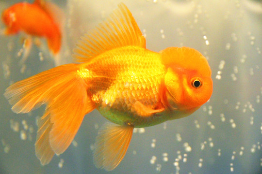 獅子頭金魚