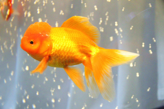 鶴頂紅金魚