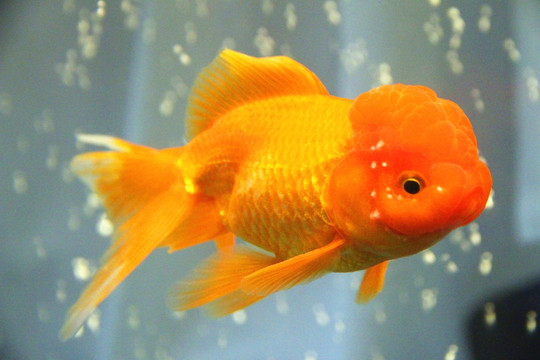 獅子頭金魚