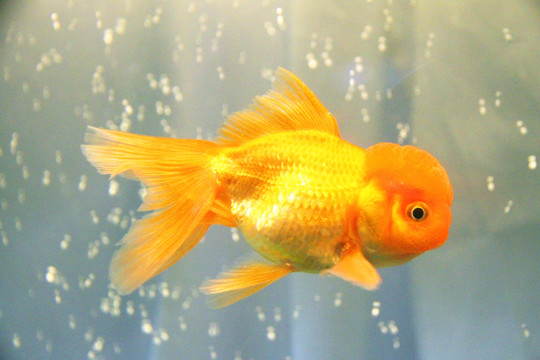 鶴頂紅金魚