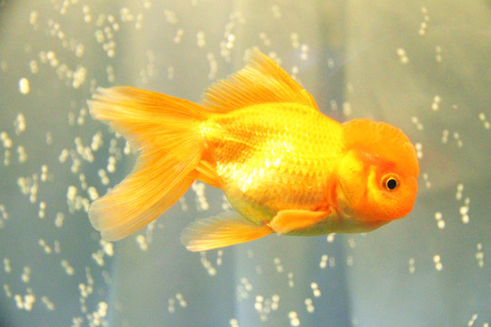 鶴頂紅金魚(yú)