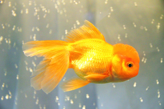 鶴頂紅金魚(yú)
