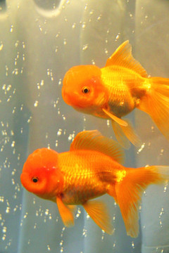鶴頂紅金魚