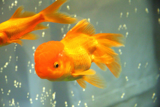 獅子頭金魚