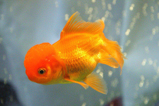 鶴頂紅金魚