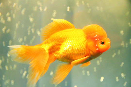 鶴頂紅金魚