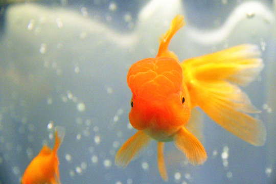 鶴頂紅金魚