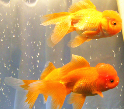 獅子頭金魚