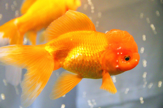 獅子頭金魚