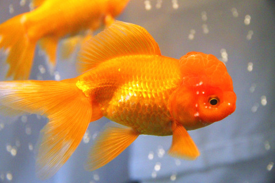 鶴頂紅金魚