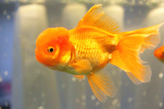 鶴頂紅金魚