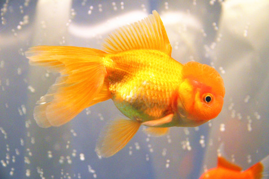 鶴頂紅金魚