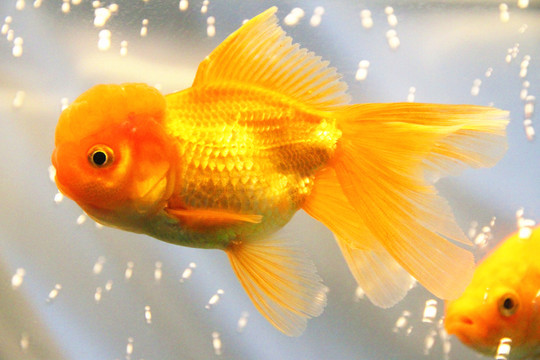 鶴頂紅金魚