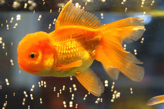 鶴頂紅金魚(yú)