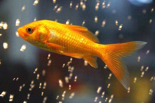錦鯉魚