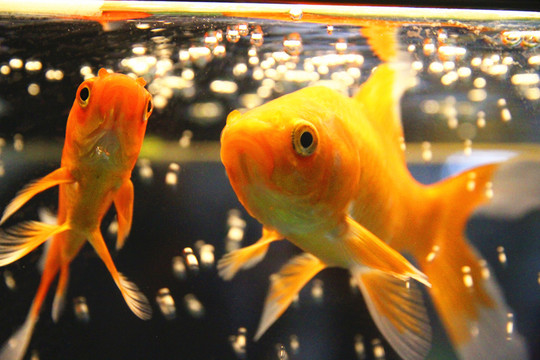 錦鯉魚(yú)